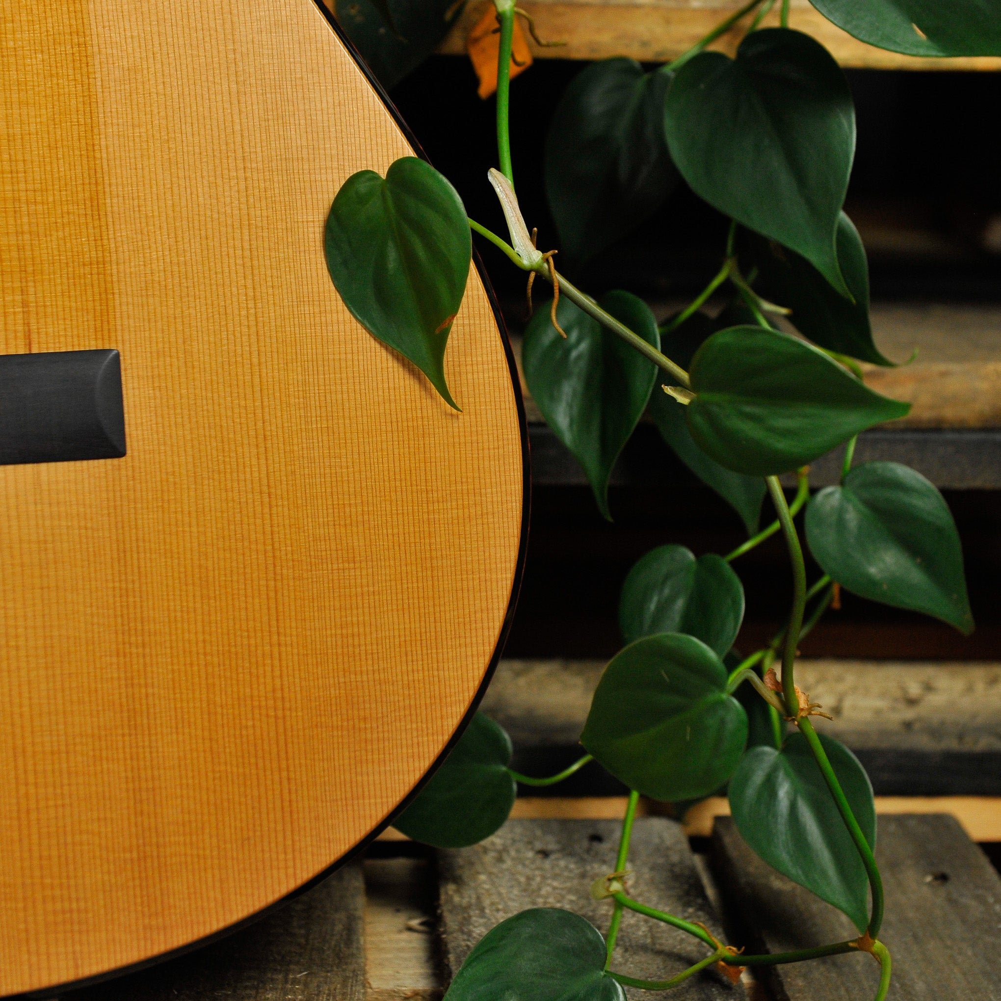 Kim Lissarrague Modern Model Cedar/Quilted Maple Classical Guitar 2026/459 w/Vicenut Case
